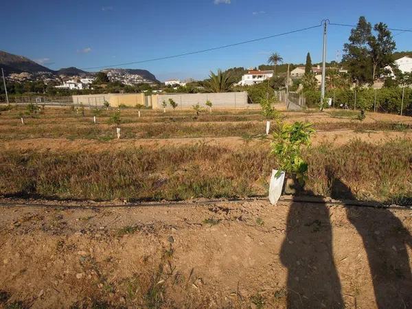 Terreno en Partida la Pila s/n