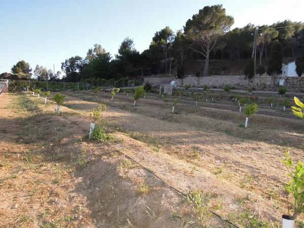 Terreno en Partida la Pila s/n